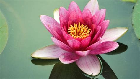 Lotuses are blooming at Kashmir’s Dal Lake; its stems are making a ...