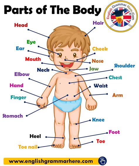 [DIAGRAM] Diagram Of Parts Of Human Body - MYDIAGRAM.ONLINE