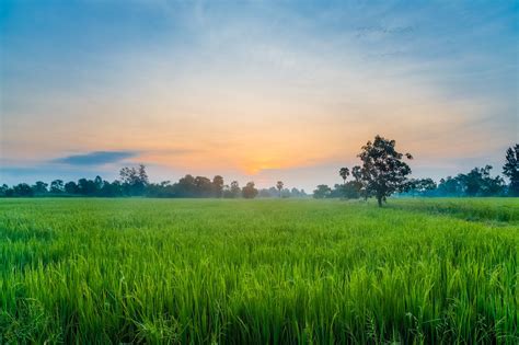 Lush Morning - Rice paddy field behind my house in Thailand | Landscape photography nature ...