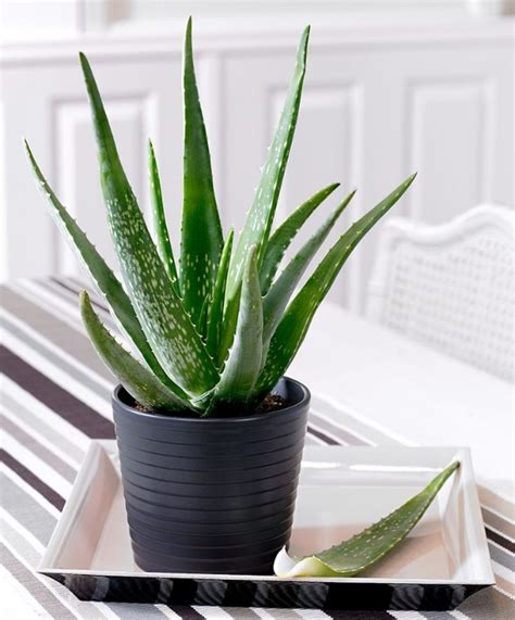 7 Aloe Vera Benefits and How to Care for Aloe Vera Plants