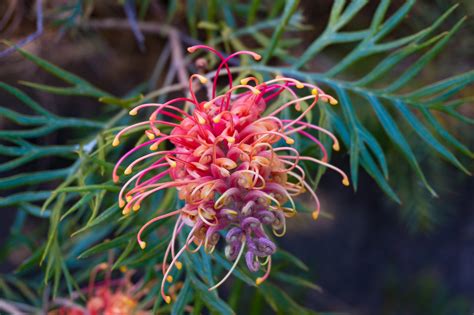 Report: Over 1,700 new plant species discovered in 2016 - Earth.com