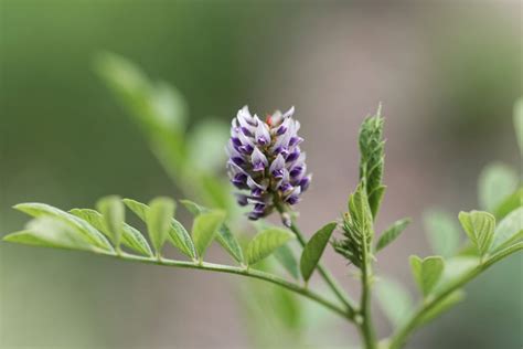 Plant That Smells Like Licorice: The Secret Behind Licorice Smell