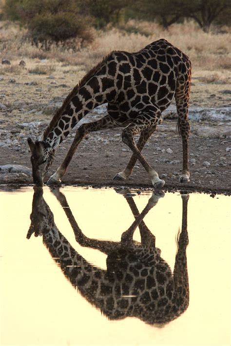 Giraffe Drinking Photograph by Marc Levine - Pixels