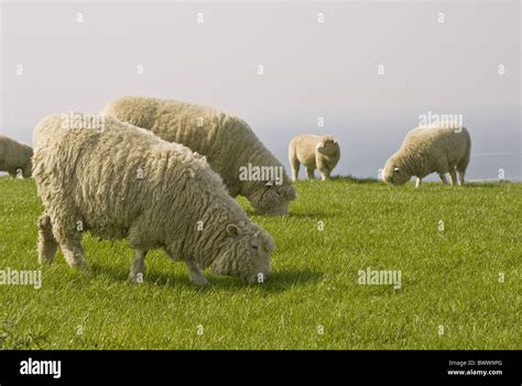 Agriculture Animal Animals England English Dorset Farm Farming Farms Graze Grazing Field Fields ...