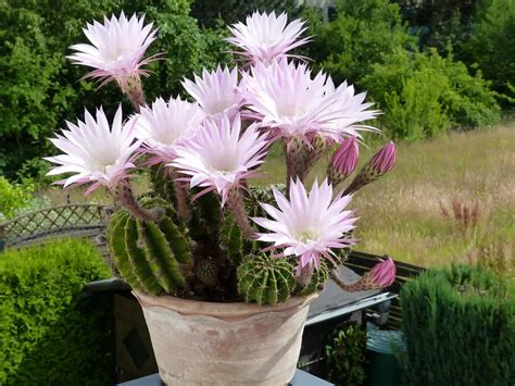 Cuidados de Echinopsis oxygona, un cactus de hermosas flores