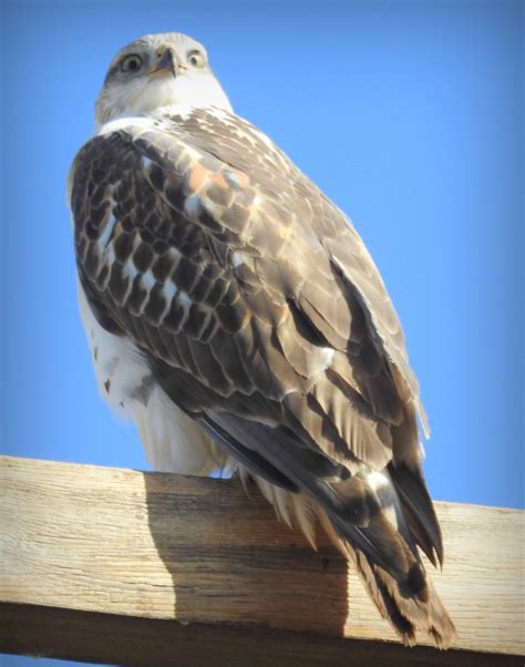 Hawk Near Meadow Utah | Wildlife photography, Bird photography, Bald eagle