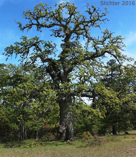 Oregon White Oak: Quercus garryana var. garryana