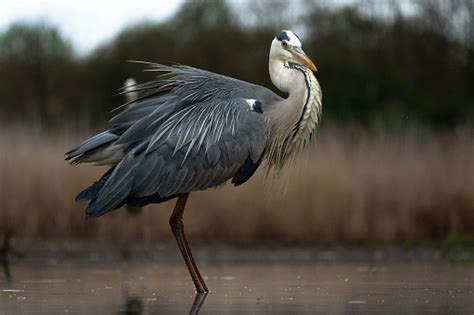 Hungarian National Parks Birds Stock Photo - Download Image Now ...