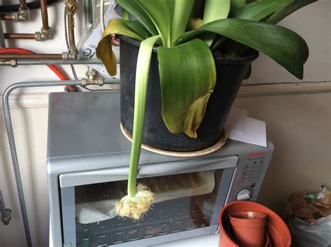 houseplants - Why could this Elephant's Ear be turning yellow? - Gardening & Landscaping Stack ...