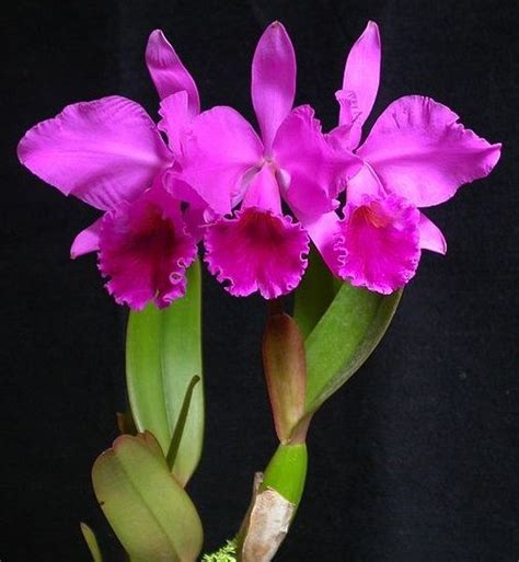 Cattleya labiata (or Corsage Orchid) is the National Flower of Brazil ...