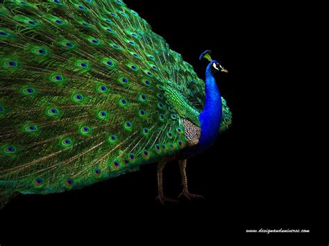 Bollywood Cellebrity: Peacock Wallpaper, Wallpaper Peacock, Peacock ...