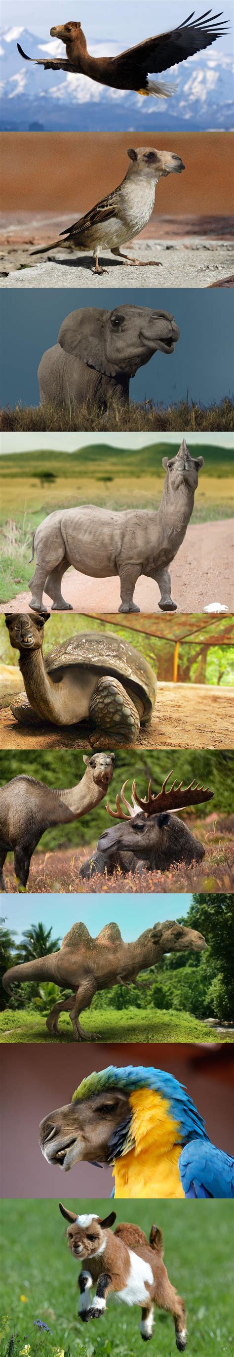 Camel hybrids : r/HybridAnimals