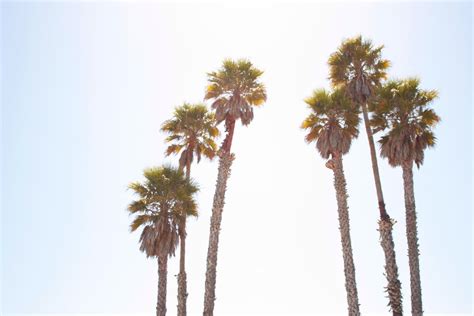 California Palm Trees Wallpaper - WallpaperSafari