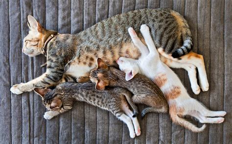 Cat Gestation: How Long Are Cats Pregnant Before Giving Birth ...