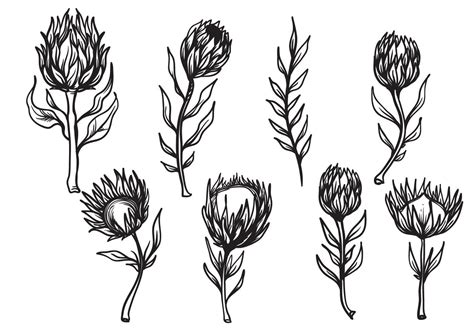 Free Hand Drawn Protea Flower Vector | Protea flower, Protea art ...