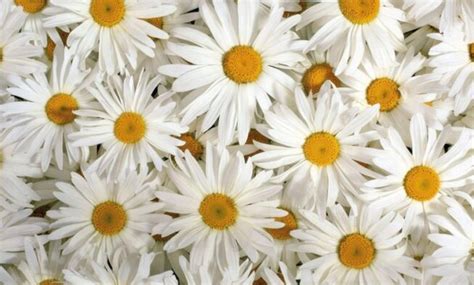 100 Types of the Most Beautiful White Flowers for Your Garden - Home and Gardens