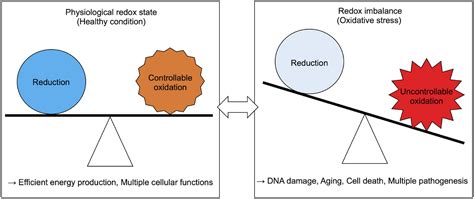 Frontiers | Roles of Phase Separation for Cellular Redox Maintenance