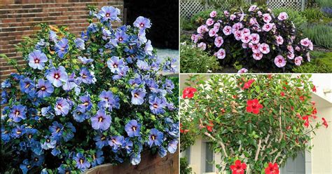 31 Types of Hibiscus | Different Varieties of Hibiscus | Balcony Garde