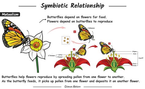 illustration of a symbiotic relationship of mutualism what happens to the flower and the ...