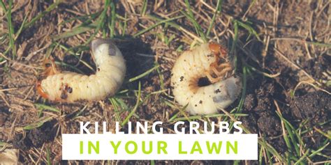 How To: Kill Grubs in Your Lawn