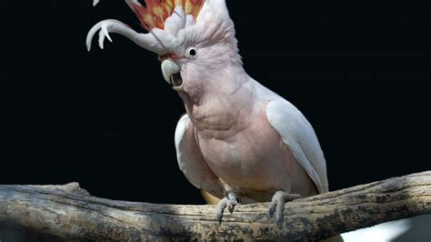 Cockatoo Wallpapers - Wallpaper Cave