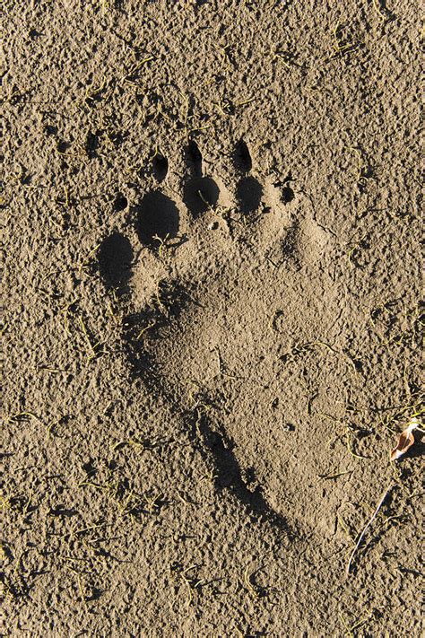 Grizzly Bear Tracks, Ak Photograph by Mark Newman - Fine Art America