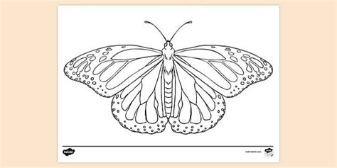 Butterfly Drawing | Colouring Pages for Kids (teacher made)