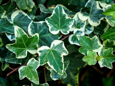 English Ivy - Care, Growing, Watering, Requirements, Propagation - Plant Index