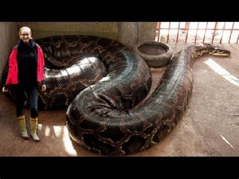 World's Longest Snakes! EP. 424 : SnakeBytesTV : AnimalBytesTV - YouTube