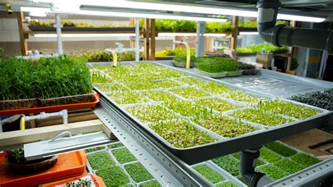 New Study Reveals How Crucial Urban Farming Is To Food Security