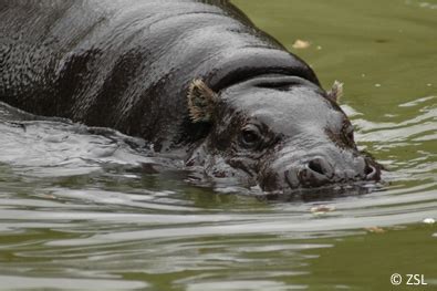 Pygmy hippo is IUCN's Species of the Day - EDGE of Existence