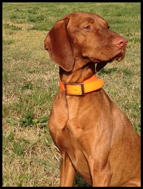 File:Male Vizsla.jpg - Wikipedia, the free encyclopedia