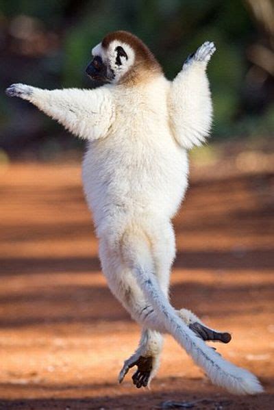 Dancing Lemurs (11 pics)