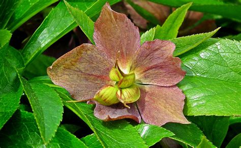 Hellebore Flowers Plant - Free photo on Pixabay - Pixabay