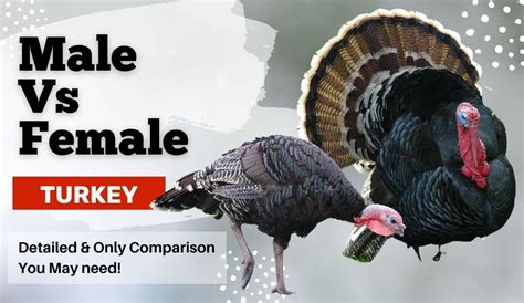 Male Vs Female Turkey: The Ultimate Guide & Comparison