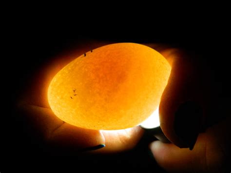 Always something new: Egg Candling, incubating, Hatching with photos ...