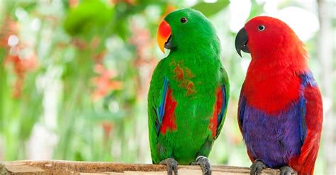 Macaw vs Parrot: What’s the Difference? - A-Z Animals