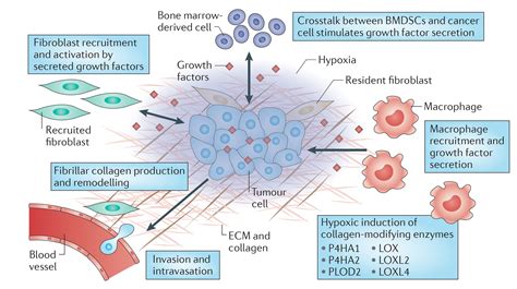 Acidity of Microenvironment as a Further Driver of Tumor Metabolic Reprogramming (With images ...