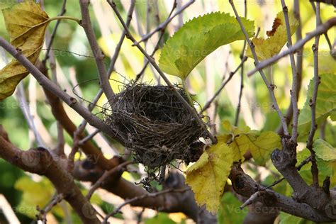 Bird's nest on a tree in the park. 10014069 Stock Photo at Vecteezy