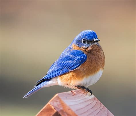 What is the State Bird of New York? (And Why with Pictures) - Birds Fact