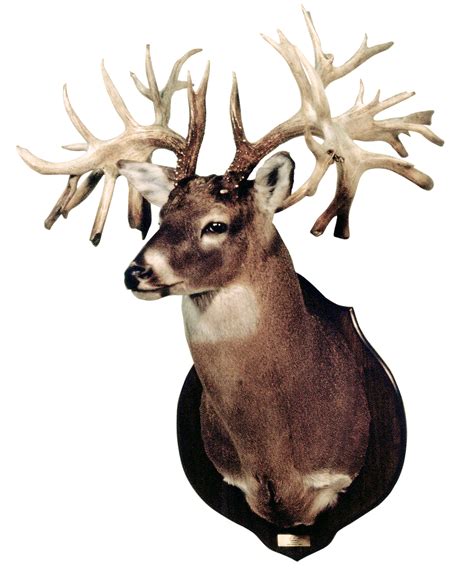 B&C World's Record - Non-typical Whitetail Deer | Boone and Crockett Club