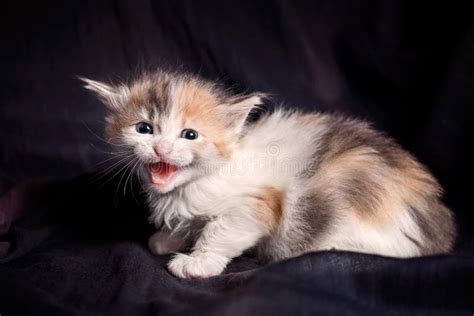 Cute kitten hissing stock image. Image of mammal, feline - 20597105