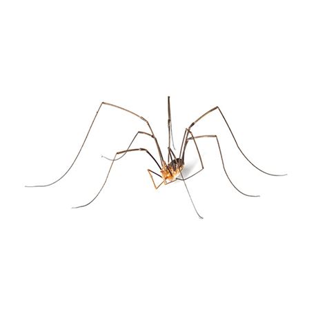 Daddy Long Leg Spider Identification & Behavior | Florida Pest Control