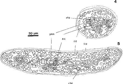 , 5. Vegetative features of Gelidium maggsiae sp. nov. Fig. 4 ...