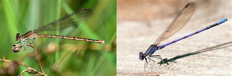 entomology - Damselfly identification - Biology Stack Exchange