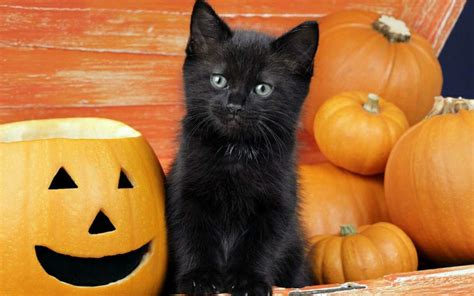 El sacrificio de los gatos negros en Halloween-11Noticias.com