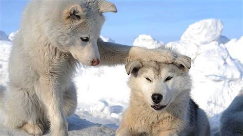 Huskies - Siberian Huskies Wallpaper (40827625) - Fanpop