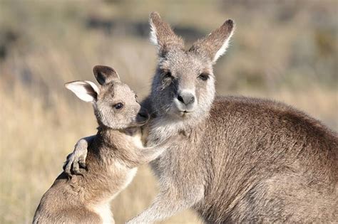 Wildlife Conservation Volunteer Program in Australia | VolSol