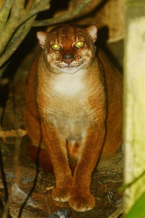 5 Fakta Kucing Merah, Hewan Liar Endemik Kalimantan yang Hampir Punah