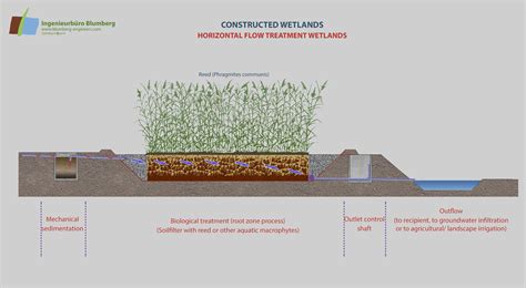 What Is Reed Bed Wastewater Treatment at Melissa Thomas blog